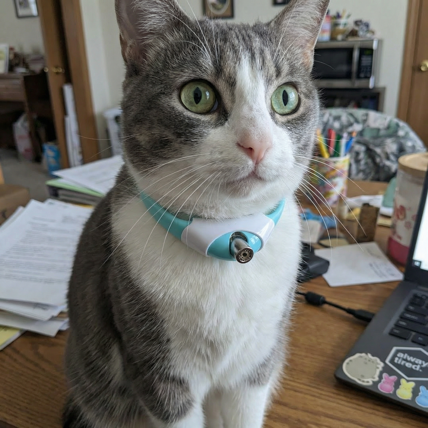 Laserhalsband för katter - Håller katten aktiv.